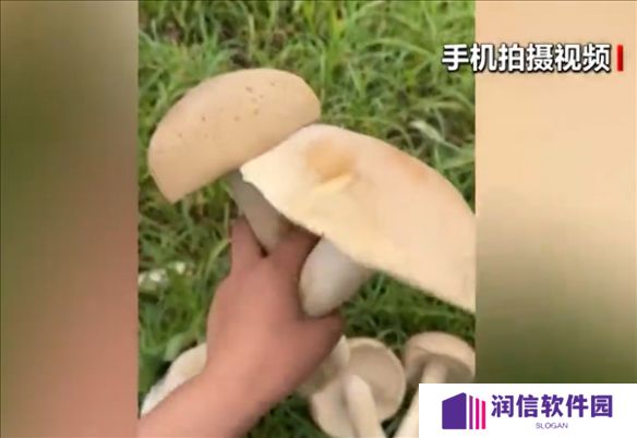 广西一片玉米地里惊现巨型蘑菇!需要四人合力才能抬起